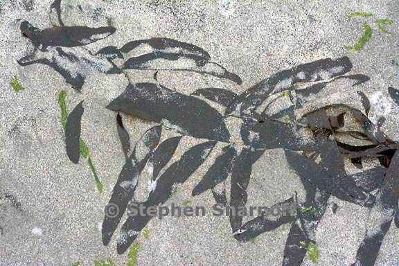 seaweed and sand 3736 2 graphic